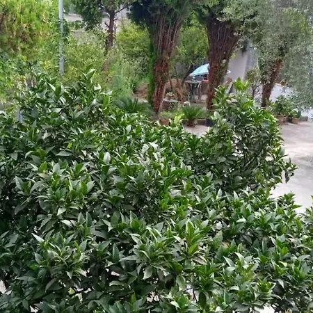 Oasis