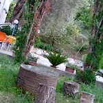 Oasis *